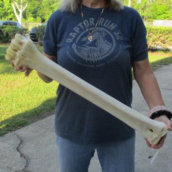 26" Giraffe Metacarpal Leg Bone - $95