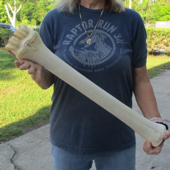 26" Giraffe Metacarpal Leg Bone - $95