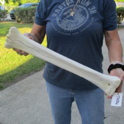 B-Grade 21" Giraffe Metacarpal Leg Bone - $50