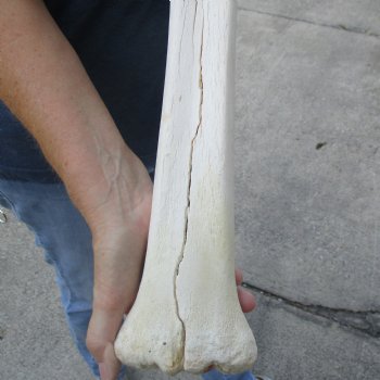 B-Grade 21" Giraffe Metacarpal Leg Bone - $50