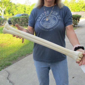 26" Giraffe Metatarsal Leg Bone - $95