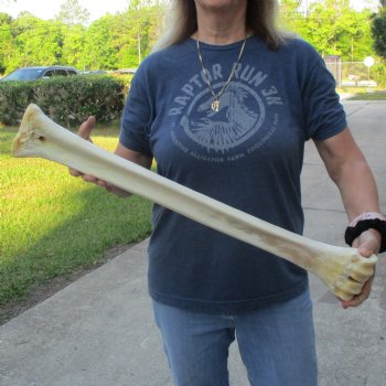 26" Giraffe Metacarpal Leg Bone - $95