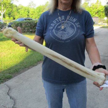 26" Giraffe Metatarsal Leg Bone - $95