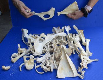 4lb lot of Assorted Wild Boar Bones - $30