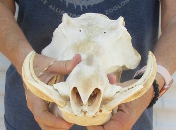 Buy now 13 inch long B-Grade African Warthog Skull for sale with 5 and 6 inch Ivory tusks - $105