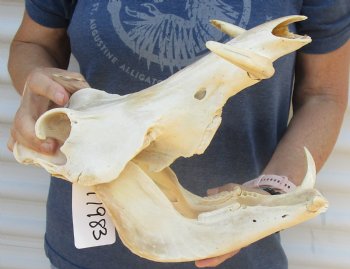 Buy now 13 inch long B-Grade African Warthog Skull for sale with 5 and 6 inch Ivory tusks - $105