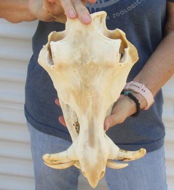 Buy now 13 inch long B-Grade African Warthog Skull for sale with 5 and 6 inch Ivory tusks - $105