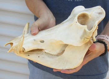 Buy now 13 inch long B-Grade African Warthog Skull for sale with 5 and 6 inch Ivory tusks - $105