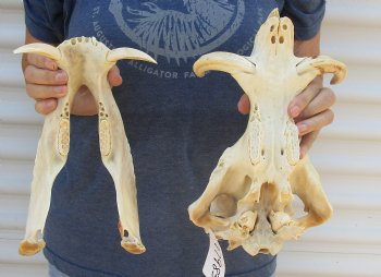 Buy now 13 inch long B-Grade African Warthog Skull for sale with 5 and 6 inch Ivory tusks - $105