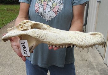 17 inch Florida Alligator TOP SKULL ONLY - For Sale $70