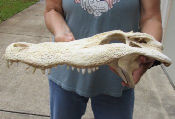 17 inch Florida Alligator TOP SKULL ONLY - For Sale $70