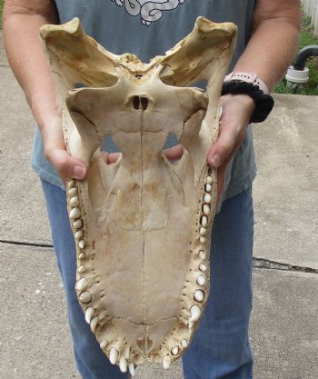 17 inch Florida Alligator TOP SKULL ONLY - For Sale $70