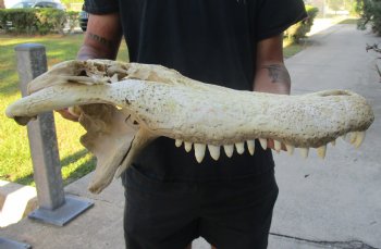 20 inch Florida Alligator TOP SKULL ONLY - For Sale for $50