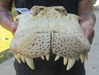 20 inch Florida Alligator TOP SKULL ONLY - For Sale for $50