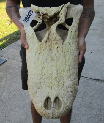 20 inch Florida Alligator TOP SKULL ONLY - For Sale for $50