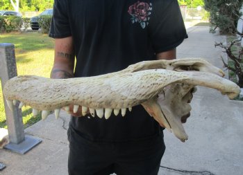 20 inch Florida Alligator TOP SKULL ONLY - For Sale for $50