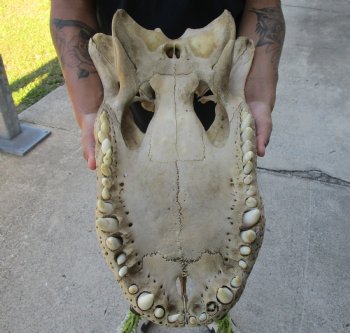 20 inch Florida Alligator TOP SKULL ONLY - For Sale for $50