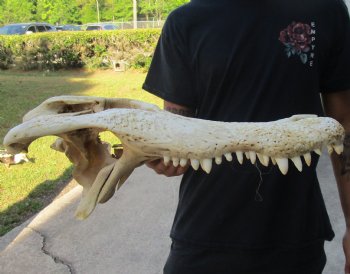 20 inch Florida Alligator TOP SKULL ONLY - For Sale for $60