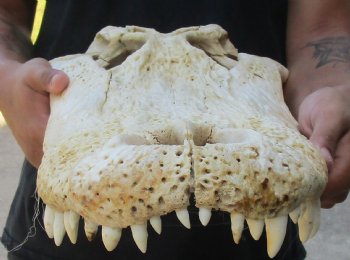 20 inch Florida Alligator TOP SKULL ONLY - For Sale for $60