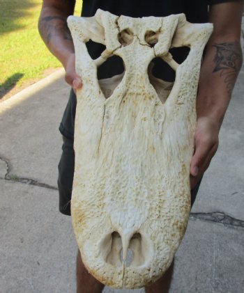 20 inch Florida Alligator TOP SKULL ONLY - For Sale for $60