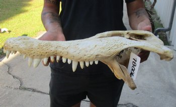 20 inch Florida Alligator TOP SKULL ONLY - For Sale for $60