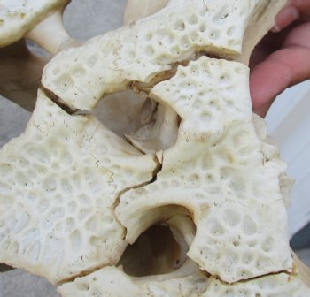 20 inch Florida Alligator TOP SKULL ONLY - For Sale for $60