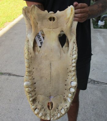 20 inch Florida Alligator TOP SKULL ONLY - For Sale for $60