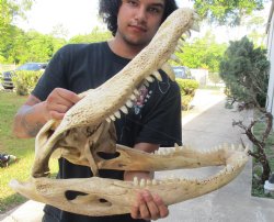 23 inch Florida Alligator Skull - Buy Now for $125