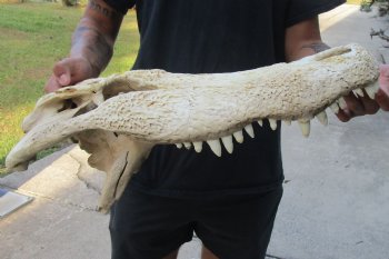 20 inch Florida Alligator TOP SKULL ONLY - For Sale for $60