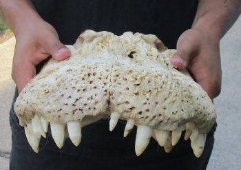 20 inch Florida Alligator TOP SKULL ONLY - For Sale for $60