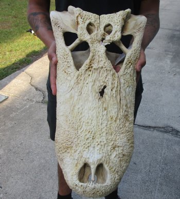 20 inch Florida Alligator TOP SKULL ONLY - For Sale for $60