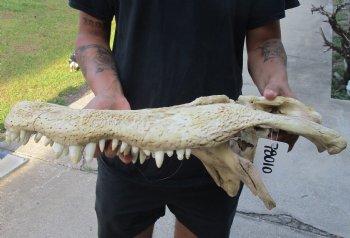 20 inch Florida Alligator TOP SKULL ONLY - For Sale for $60