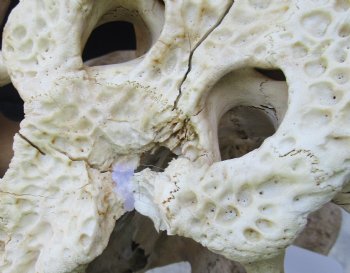 20 inch Florida Alligator TOP SKULL ONLY - For Sale for $60