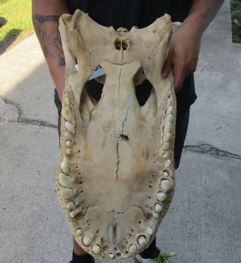 20 inch Florida Alligator TOP SKULL ONLY - For Sale for $60