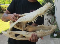 20 inch Florida Alligator Skull, available for sale $125