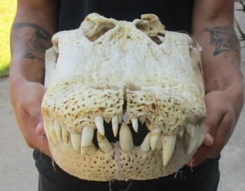 20 inch Florida Alligator Skull, available for sale $125