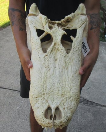 20 inch Florida Alligator Skull, available for sale $125