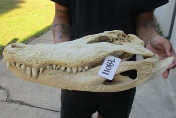 20 inch Florida Alligator Skull, available for sale $125