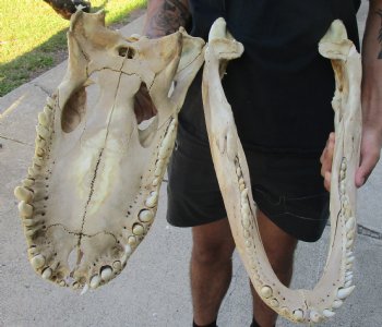 20 inch Florida Alligator Skull, available for sale $125