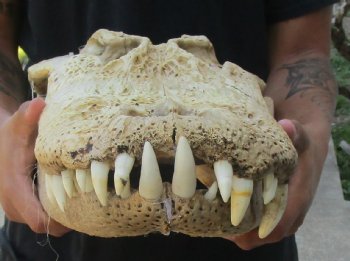 Buy this 20 inch Florida Alligator Skull for $100