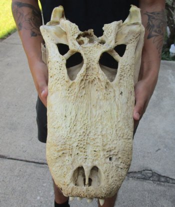 Buy this 20 inch Florida Alligator Skull for $100