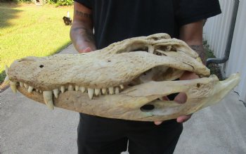 Buy this 20 inch Florida Alligator Skull for $100