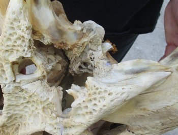 Buy this 20 inch Florida Alligator Skull for $100