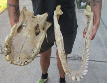 Buy this 20 inch Florida Alligator Skull for $100