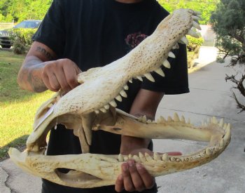 This is an Authentic 20 inch Florida Alligator Skull - Buy Now for $80