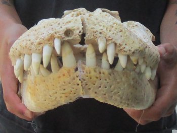 This is an Authentic 20 inch Florida Alligator Skull - Buy Now for $80