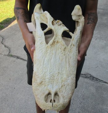 This is an Authentic 20 inch Florida Alligator Skull - Buy Now for $90