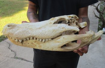 This is an Authentic 20 inch Florida Alligator Skull - Buy Now for $80