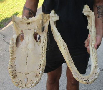 This is an Authentic 20 inch Florida Alligator Skull - Buy Now for $80