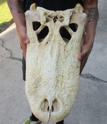 Buy this 21 inch Florida Alligator Skull for $100